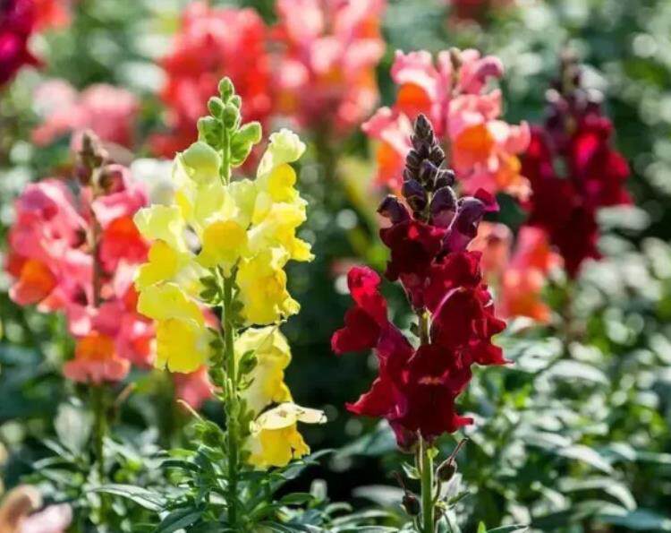 Ldquo 金魚 Rdquo 一串串 花色豔麗 家庭種超適合 淘寶海外