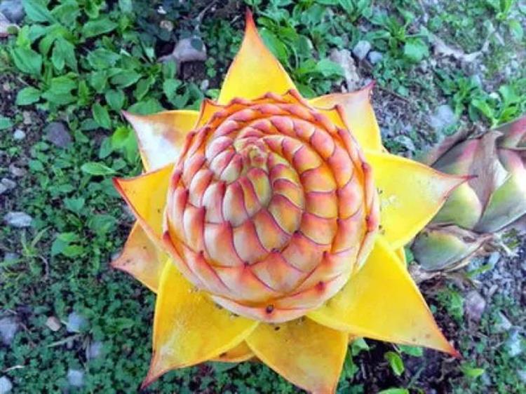 地涌金蓮在家這樣養 清香綻放 豔壓羣芳 淘寶海外