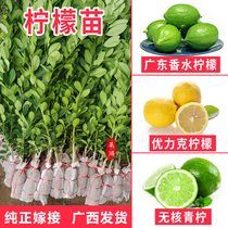 Lemon saplings from Taiwan Guangdong Four Seasons Perfume Lemon Potted Seedless Lime Grafted Fruit Saplings bear fruit that year