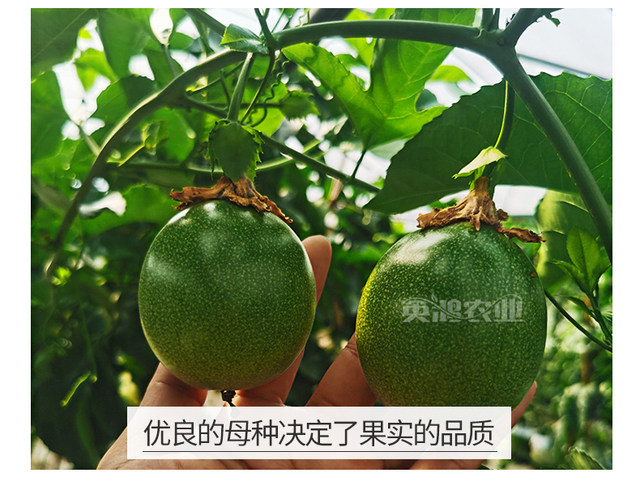 Guangxi Passion Fruit Seedlings pure Sweet Golden Passion Fruit Tree Fruit Seedlings Qinmi No. 9 Grafted Seedlings ສືບຕໍ່ຮັບຫມາກທຸກລະດູການ