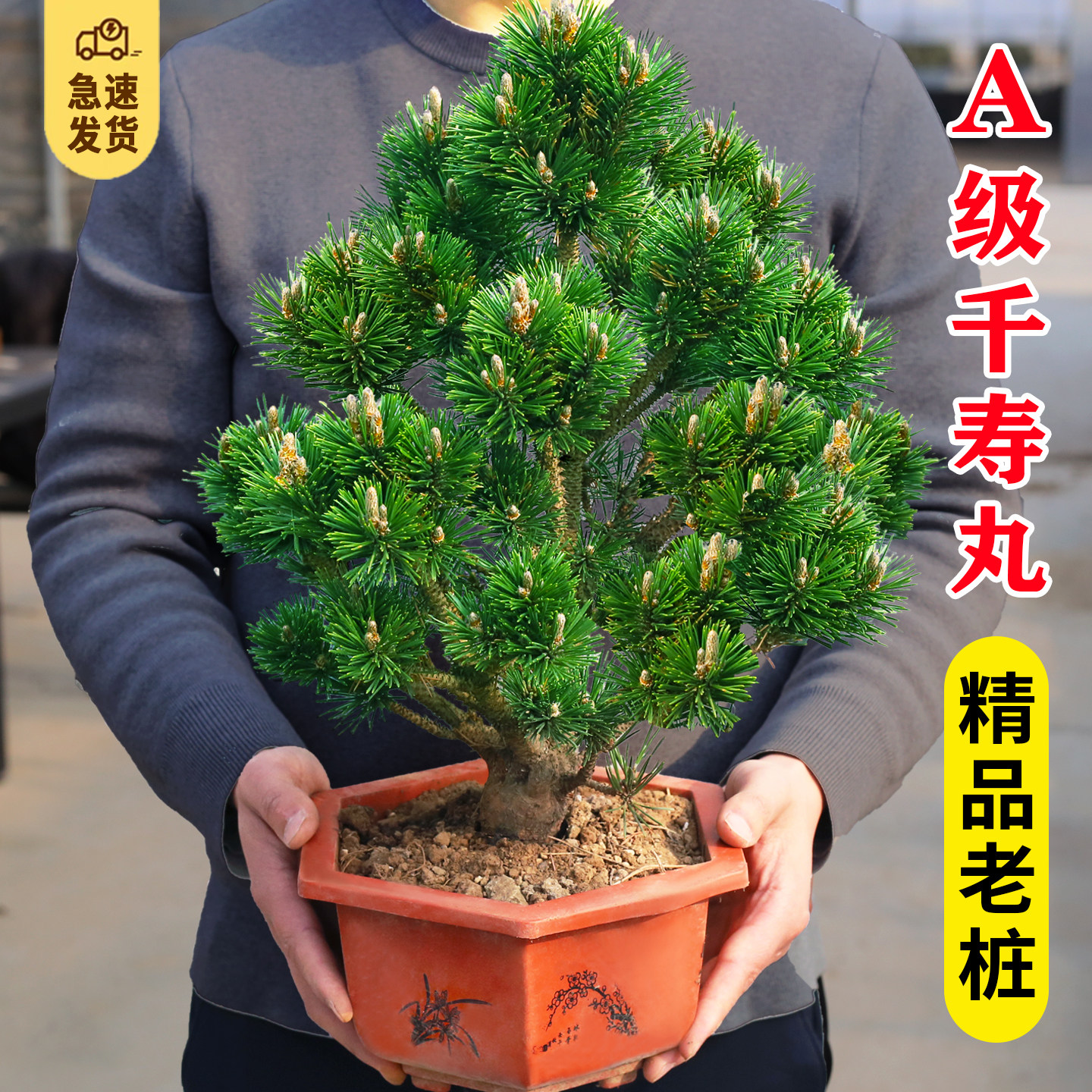 日本五针松- Top 100件日本五针松- 2026年6月更新- 淘宝Taobao｜天猫Tmall