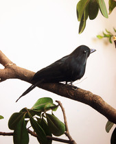 Customized animal model simulation Crow Magpie color bird feather bird photography teaching props toy