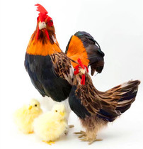 Animal model simulation chicken cock hen chicken feather plastic photography Road toy ornaments garden decoration