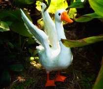 Animal model simulation goose white goose wings Swan photography props scene layout ornaments garden decoration