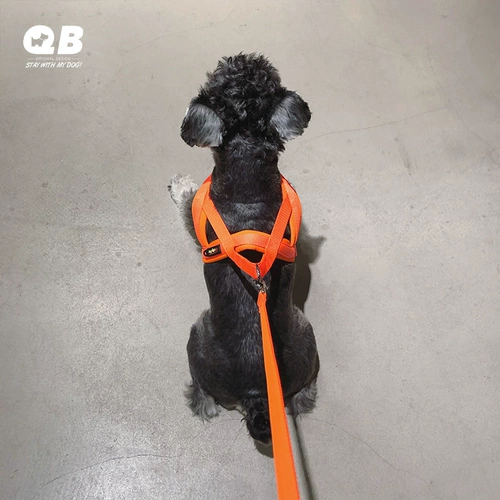 QB Шерри Тедди Шиба Ину Рука Глав