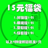 Живые домашние животные богомола