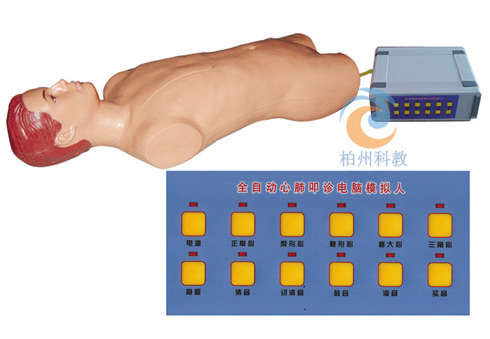 正品全自动心肺叩诊电脑模拟人心脏和肺部叩诊训练模型
