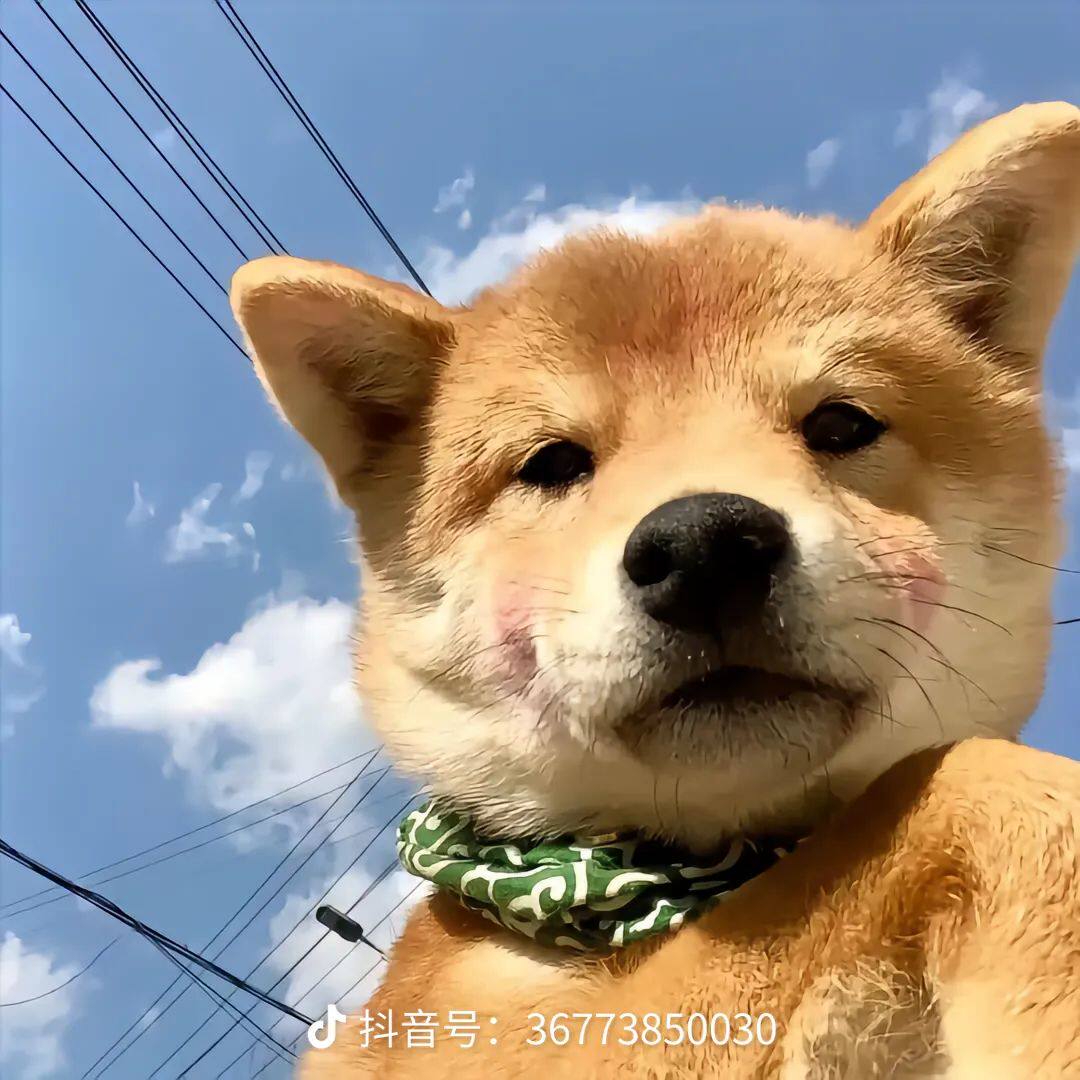 幸与游戏工作室