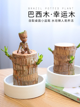 Batan Wood Potted Basil Wood Loc Plant Indoor Season Good Raising Family Green Plant Flowers Wood Dormitory Table