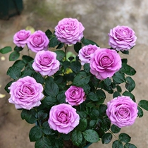 Rose Blossom Sapling Flowers with flower buds Splendid Potted Large Flower Planting Yard Cultivation of Miao Flower Green plant Four Seasons is easy to live