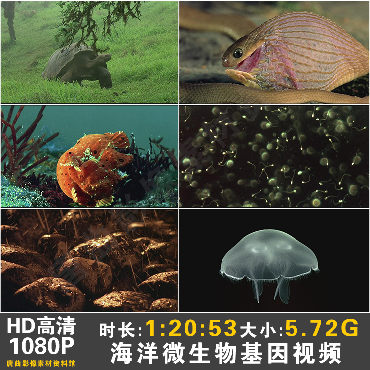 Marine Microbial Animal Snake Swallow Egg Turtle Clams Crab TV Show Ad HD Film Material