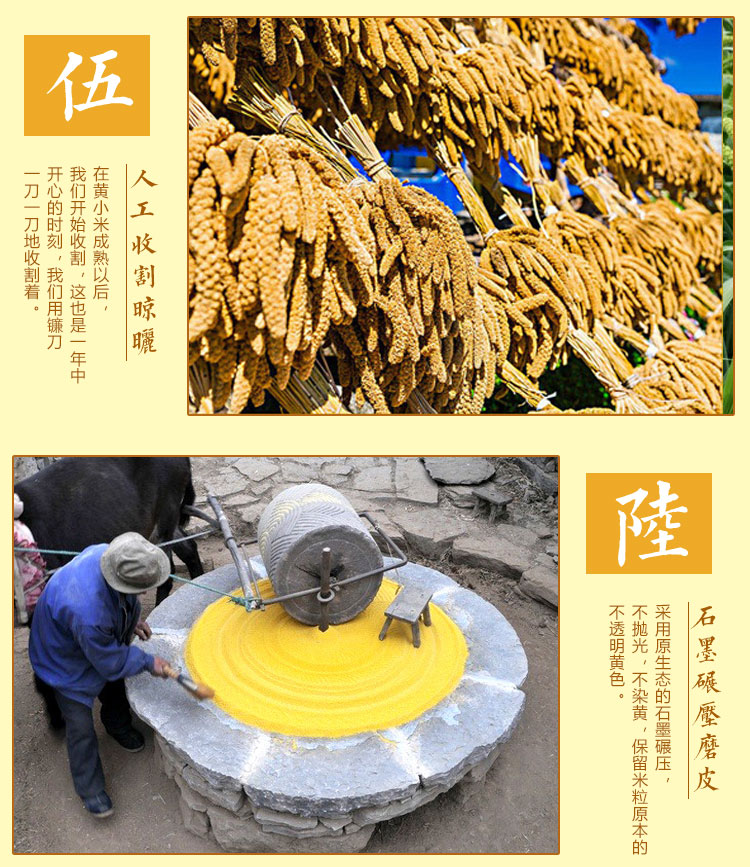 汾州香 21新米 山西汾州黄小米 5斤 熬出的米油称代参汤 图14