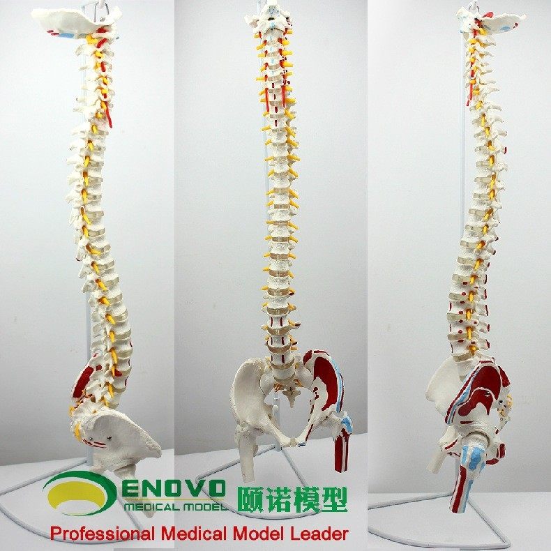 ENOVO颐诺人体脊柱模型脊椎骨盆股骨肌肉起止点脊神经骨骼模型