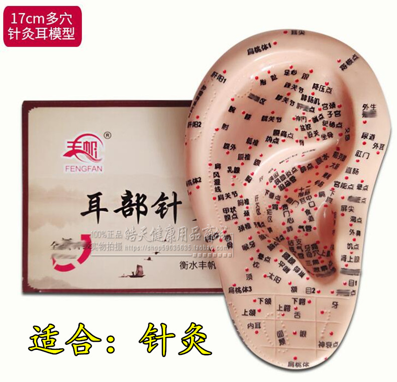 超清晰耳朵针灸穴位模型 针模耳模耳朵模型 耳穴探针 耳豆贴 按摩