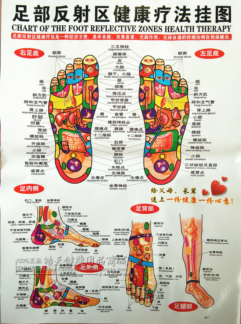 足底按摩穴位圖足部反射區掛圖腳底針灸點穴 經絡掛圖棒筆書人體