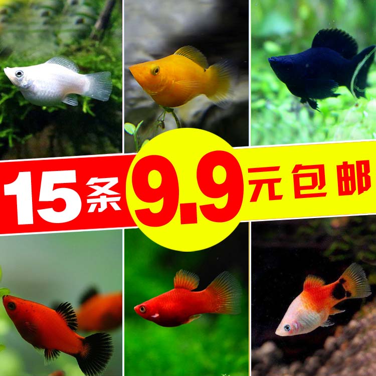 Watch Fish Fetal Raw Fish Silver Black Mary Fish Gold Ball Mary Moonfish Tropical Fish Ornamental Fish Pet Fish Live