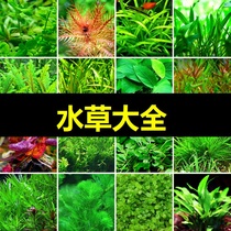 Crazy water grass live water grass live freshwater plant bamboo grass aquarium fish landscaping background real water grass plant green chrysanthemum