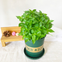Nine-story tower potted spice mint plant Golden basil leaf vanilla balcony kitchen courtyard fish vanilla