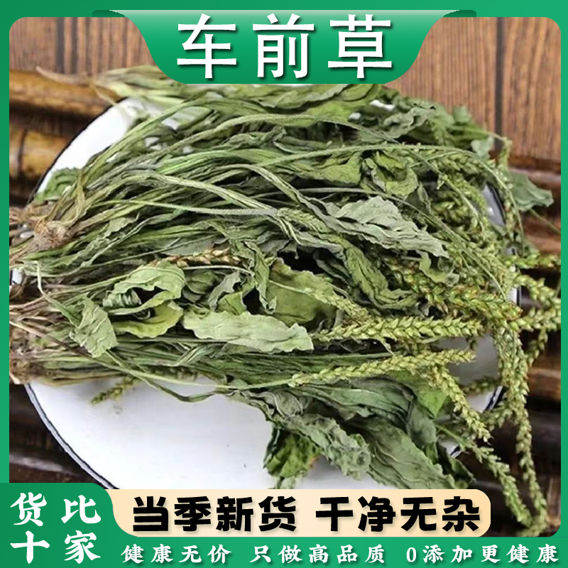 500 Grams of Wild Plantain Grass, Whole, Fresh, Hand-Selected, Genuine, Sulfur-Free Plantain Grass Paired with Dandelion Tea