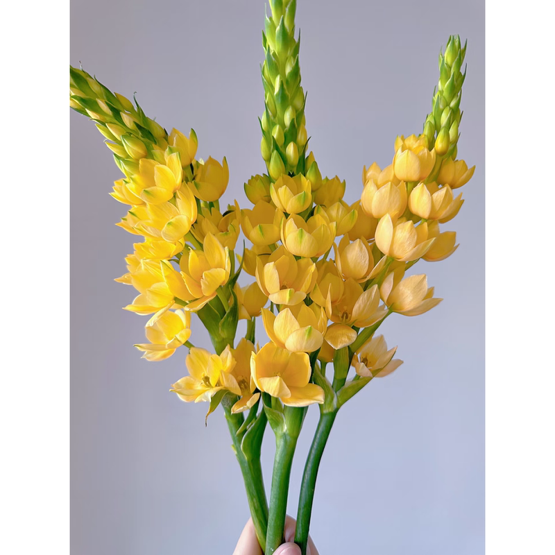 Premium Selection of Fresh Cut St. Agnes Lilies and Plum Blossoms for Flower Arrangements, Direct from Yunnan Base, Free Shipping Via Sf Express, Suitable for Home and Office Water Cultivation