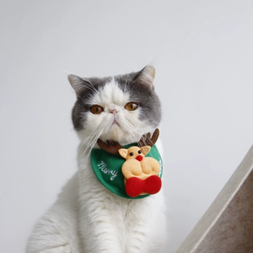 Кошка и собака Рождественская звезда Звезда рождественская елка питомец