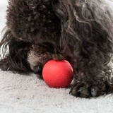 Игрушка для любимой собаки, укус -устойчивый