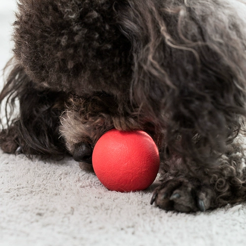 Игрушка для любимой собаки, укус -устойчивый