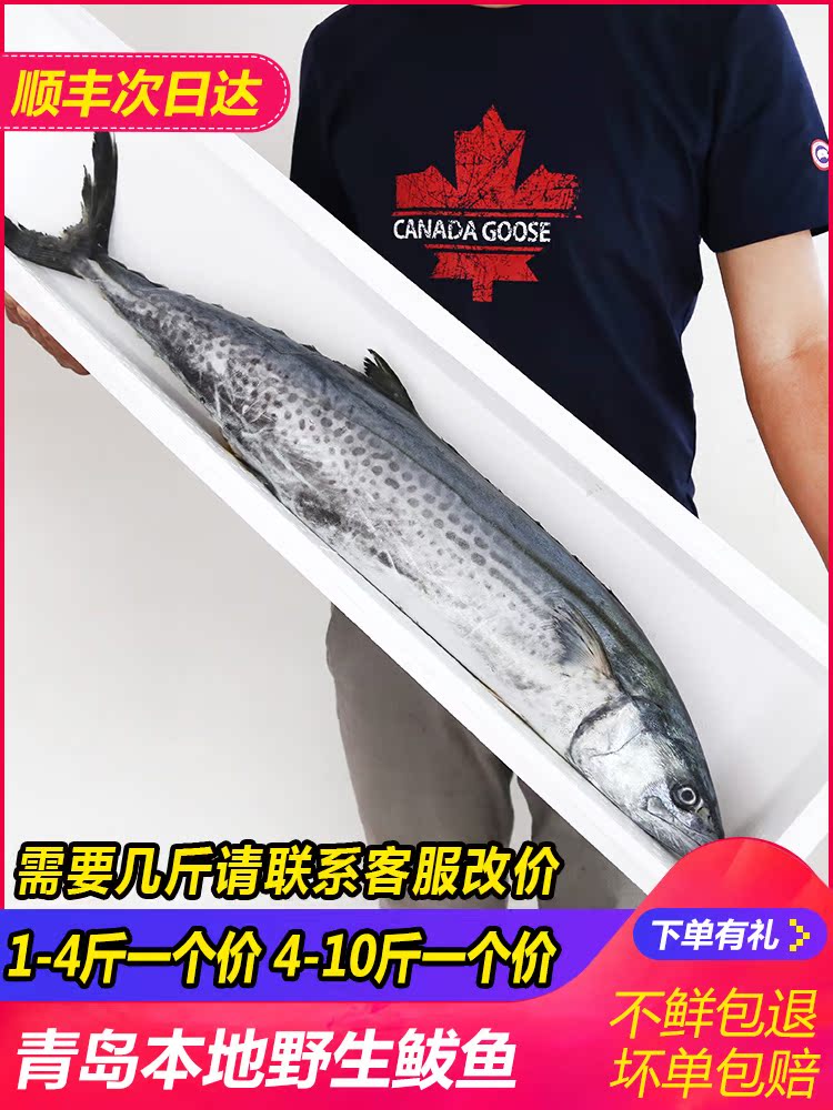 Mackerel Fresh sea fish Fresh mackerel frozen mackerel dumpling wild deep sea fish whole 1-10 kg