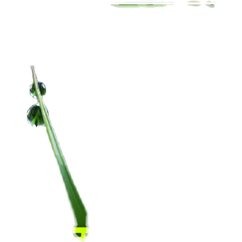 Bolivia Ljungas cala Nabi Don Carlos Estate Kadura Sun-treated green coffee beans