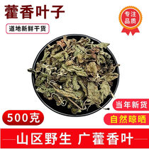 Patchouli leaf 500g-50g Patchouli Freshly Picked Sundry Edible Fish Fragrant Leaves Non-ageratum Bubble Water Seasoning