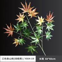 Трехрезоубированный клен Сяншан (зеленый апельсиновый желтый)