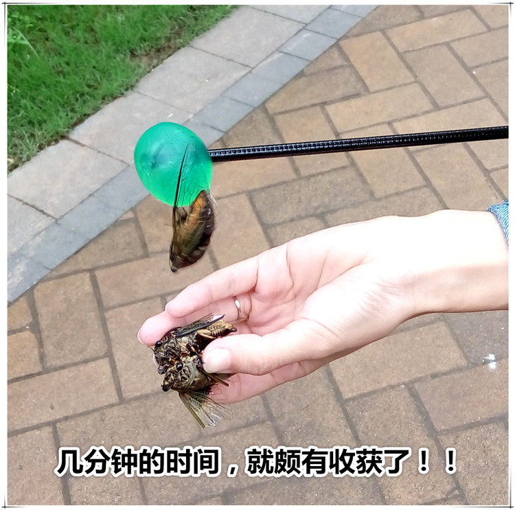 The cicadas stick to the cicadas stick to the cicadas stick to the cicadas stick to the little hands stick to the cicadas stick to the cicadas catch professional stick to the ball