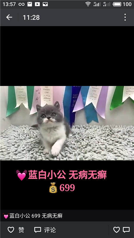 Другие 出售家养可爱粘人其它宠物品种齐全76