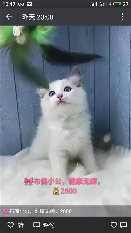 Другие 出售家养可爱粘人其它宠物品种齐全76