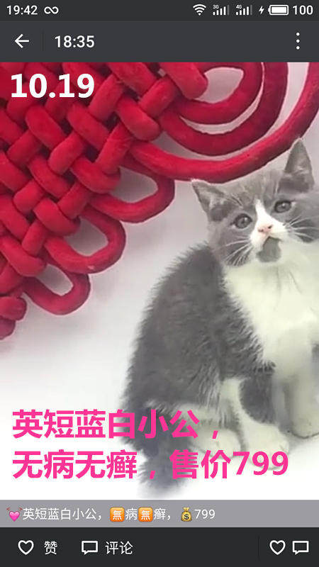 Другие 出售家养可爱粘人其它宠物品种齐全76