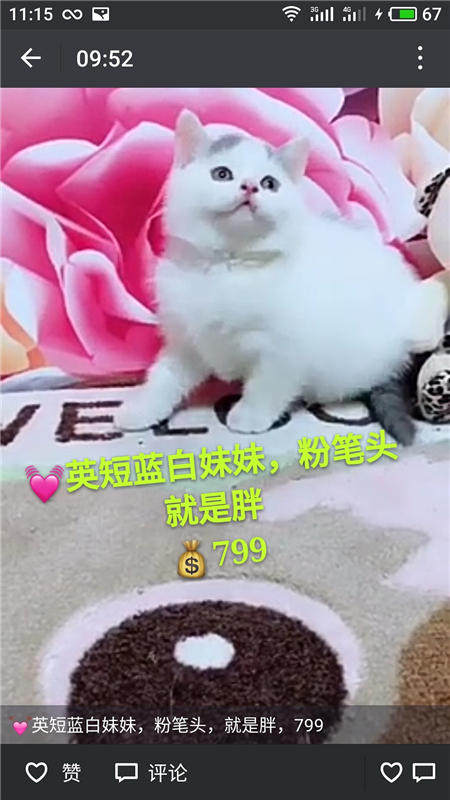 Другие 出售家养可爱粘人其它宠物品种齐全76