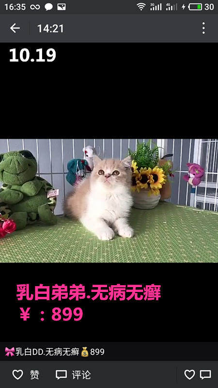 Другие 出售家养可爱粘人其它宠物品种齐全76