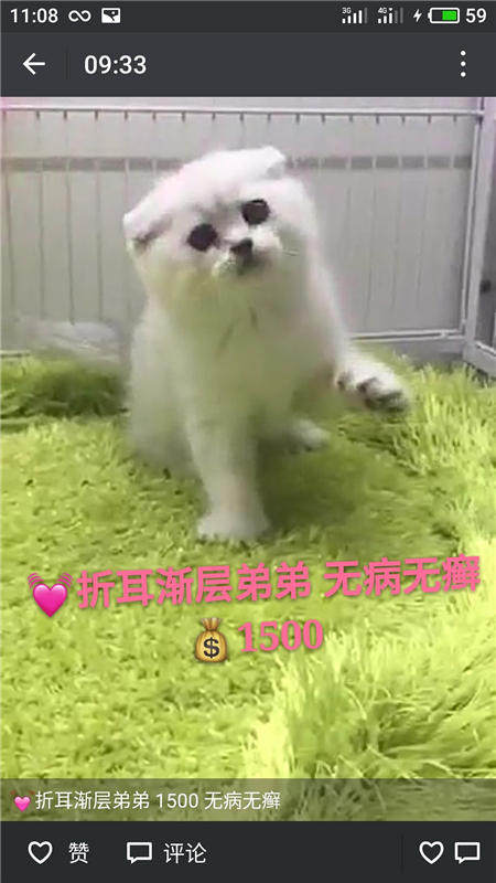 Другие 出售家养可爱粘人其它宠物品种齐全76