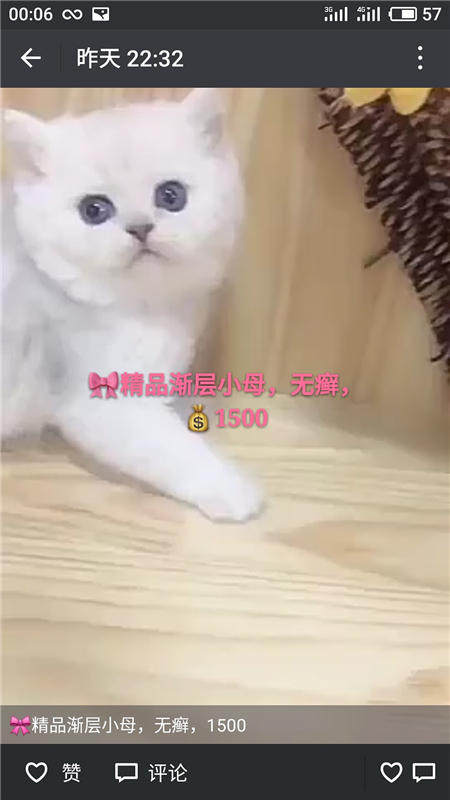 Другие 出售家养可爱粘人其它宠物品种齐全76