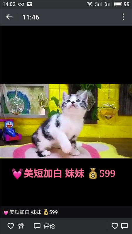 Другие 出售家养可爱粘人其它宠物品种齐全76