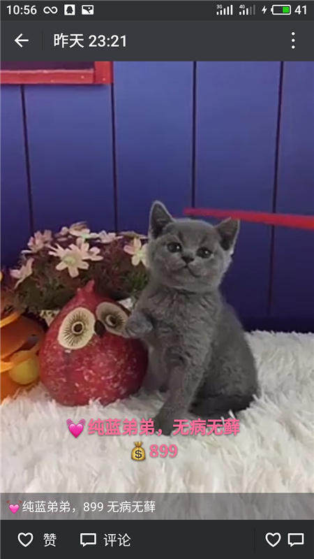 Другие 出售家养可爱粘人其它宠物品种齐全76