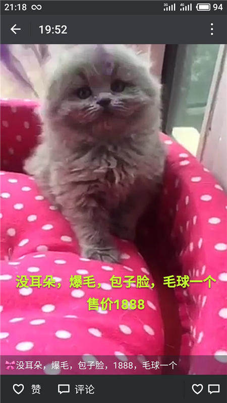 Другие 出售家养可爱粘人其它宠物品种齐全76