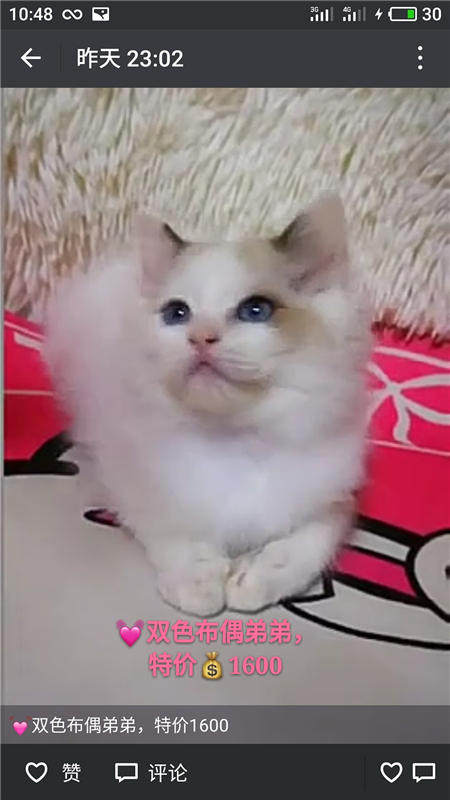 Другие 出售家养可爱粘人其它宠物品种齐全76