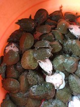 20-30G Trionyx sinensis seedlings wai tang breeding small jia yu miao water fry little son seedlings turtle 20 bao huo
