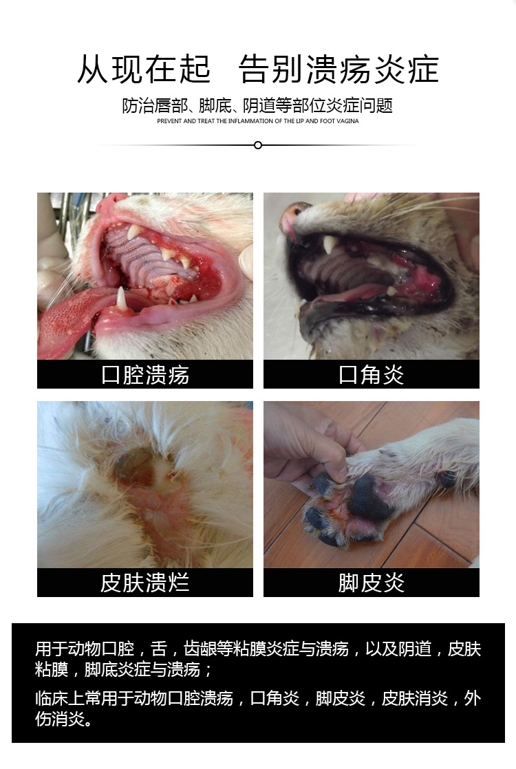 Thuốc xịt miệng cho chó và mèo viêm miệng viêm miệng ngoài viêm miệng do viêm nướu chống viêm nha chu - Cat / Dog Medical Supplies xi lanh thú y