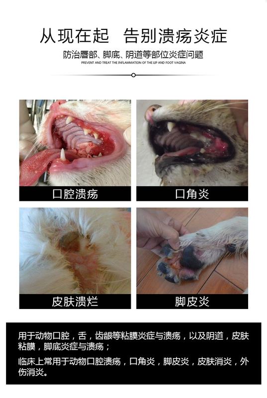 Thuốc xịt miệng cho chó và mèo viêm miệng viêm miệng ngoài viêm miệng do viêm nướu chống viêm nha chu - Cat / Dog Medical Supplies