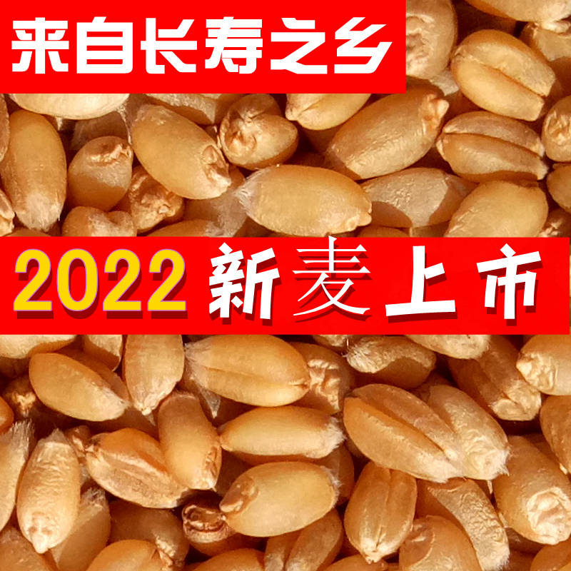 Strong gluten wheat grinding special farm self-produced wheat grains with skin 1 catties Zhengmai 366 selenium-rich high gluten seed wheat