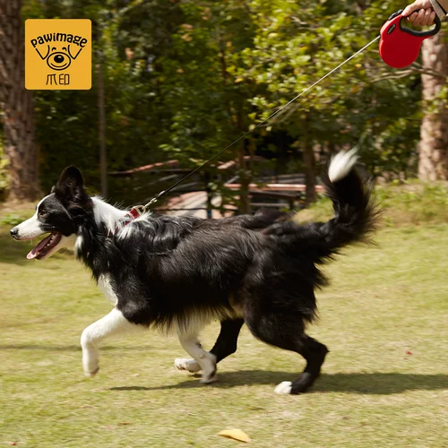 Pawimage Собачья тяга Автоматическая телескопическая грудь спинка флайчо собака веревка маленькая собака Большой грудный ремень