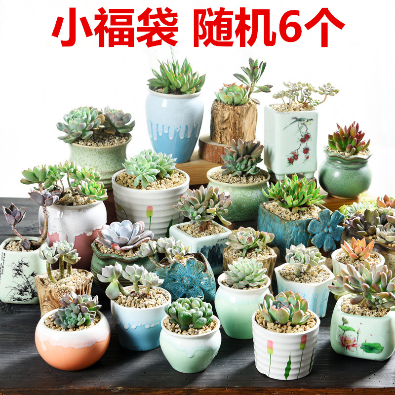 Best wholesale ceramic flower pot with the random, fleshy meat meat to sell large purple creative move small fleshy flower pot