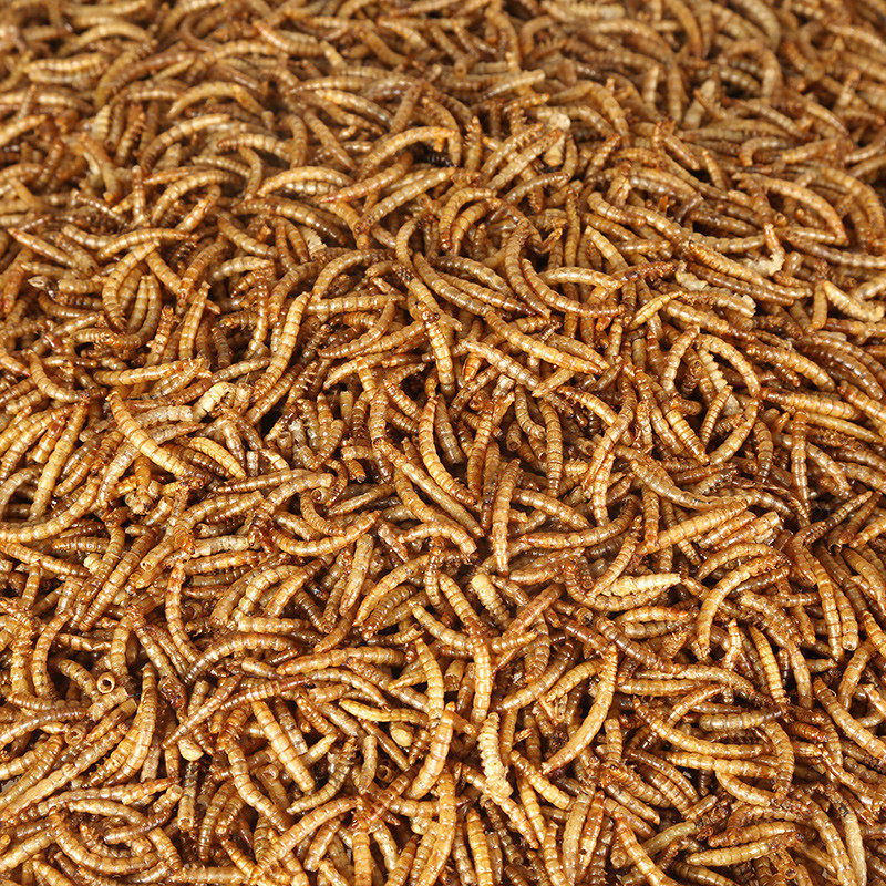 High-quality mealworm yellow mealworm dry bird food bird food feed hamster food squirrel food one piece 50G